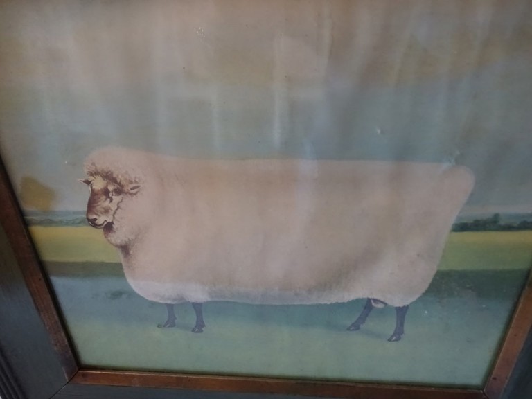 Antique Print Of A Large Sheep